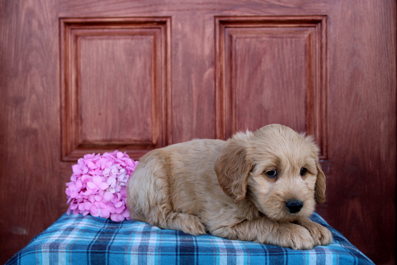 puppy, for, sale, Mini  Goldendoodle, Matthew B. Stoltzfus, dog, breeder, Gap, PA, dog-breeder, puppy-for-sale, forsale, nearby, find, puppyfind, locator, puppylocator, aca